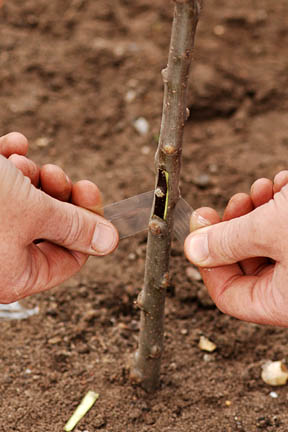 Chip budding with James Ellson