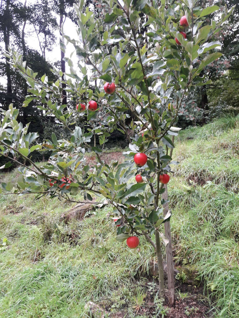 Apple Tree on James Ellson's smallholding