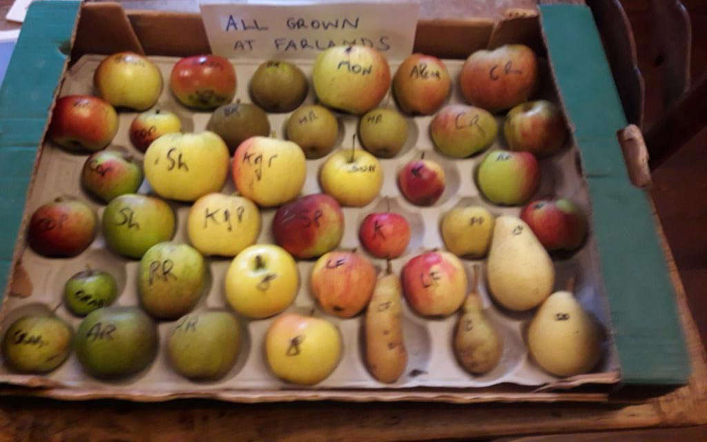 Apples harvested from James Ellson's smallholding