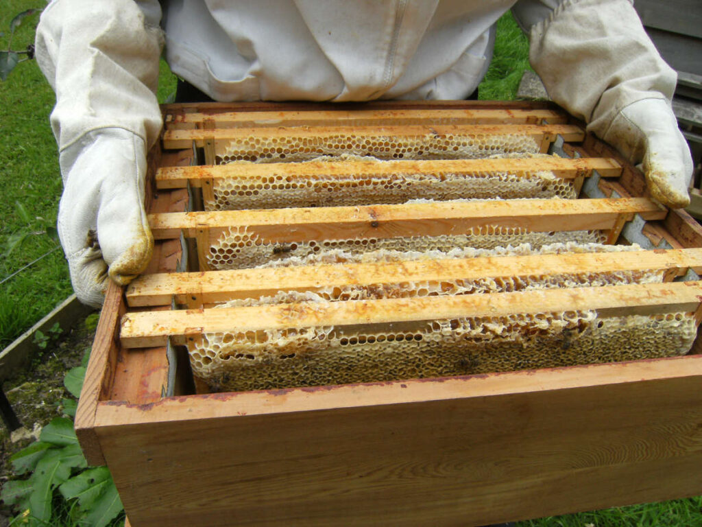 Beekeeping at James Ellson's smallholding