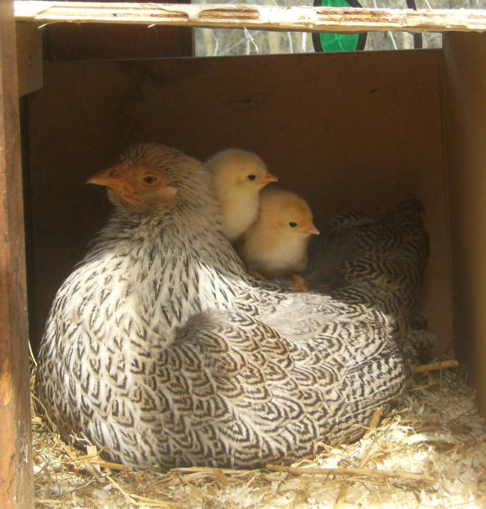 Hen and chicks at James Ellson's smallholding