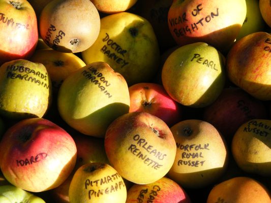 Apples Selection-of-varieties